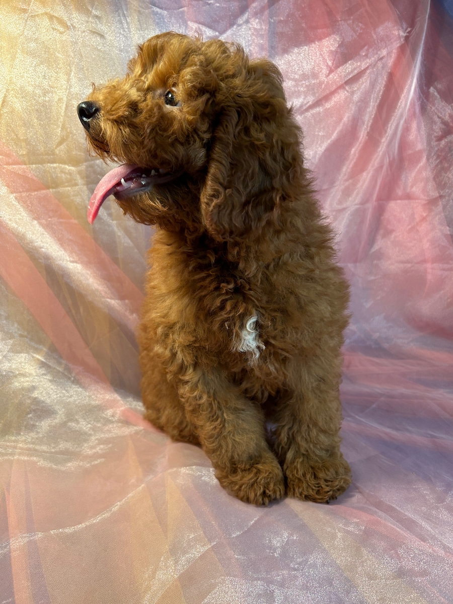 Male Miniature Goldendoodle Puppy for Sale DOB 6-25-2023 $1200.